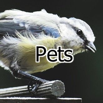Pets